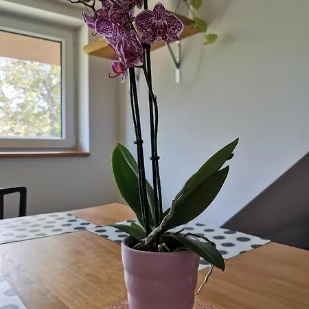 公寓 Apartmany Svata Svatá