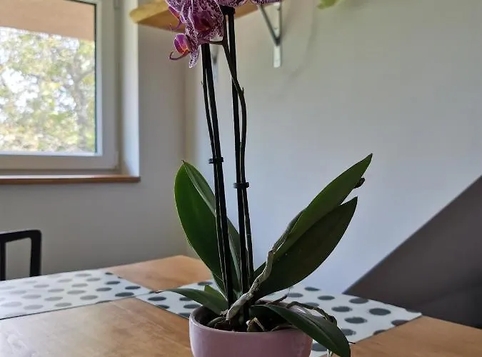 Apartament Apartmany Svata Svatá